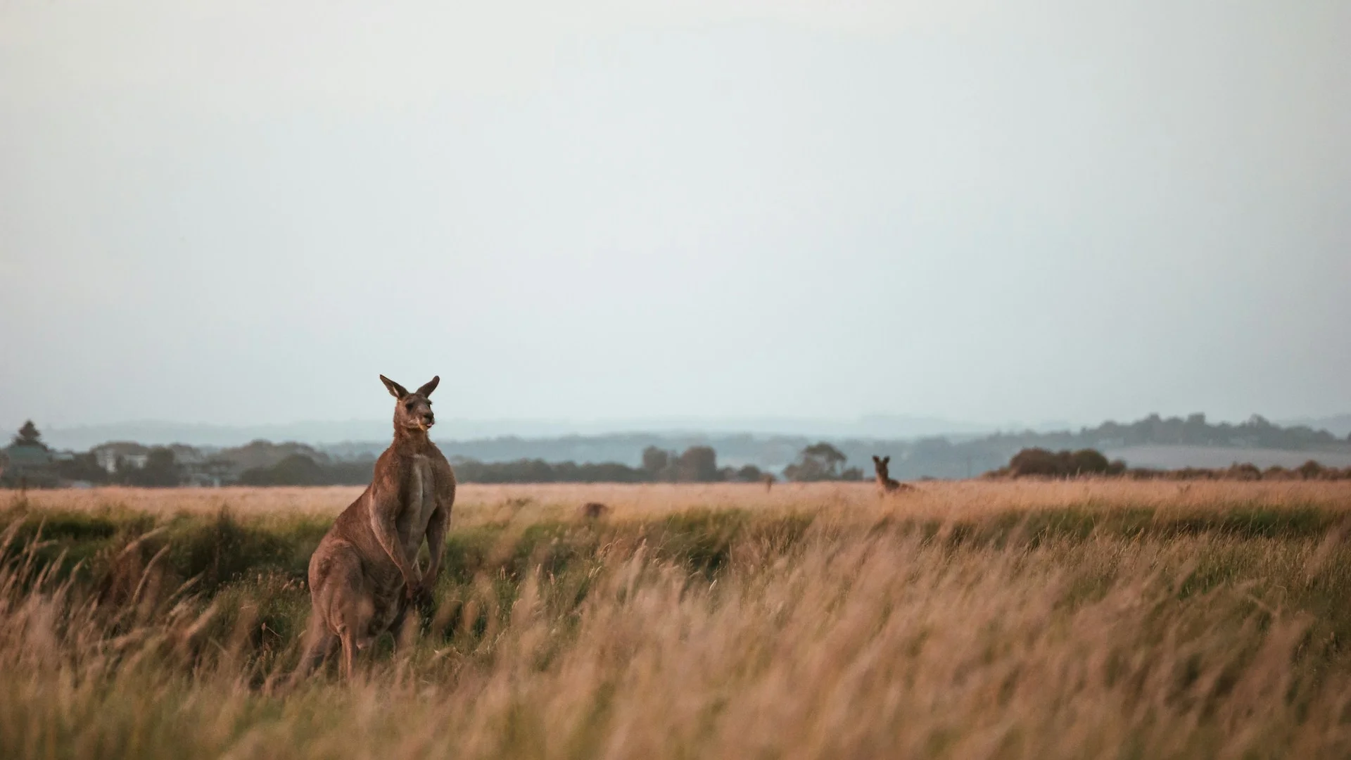 The uncomfortable truth about kangaroo leather - Sokito